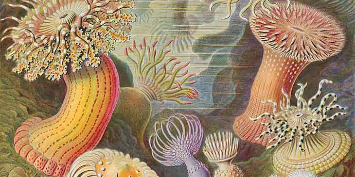 エルンスト・ヘッケルー進化論と詐欺の伝道者