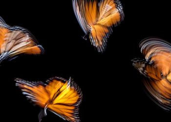 蝶が羽ばたき距離理由は? (Why a butterfly flutters by)