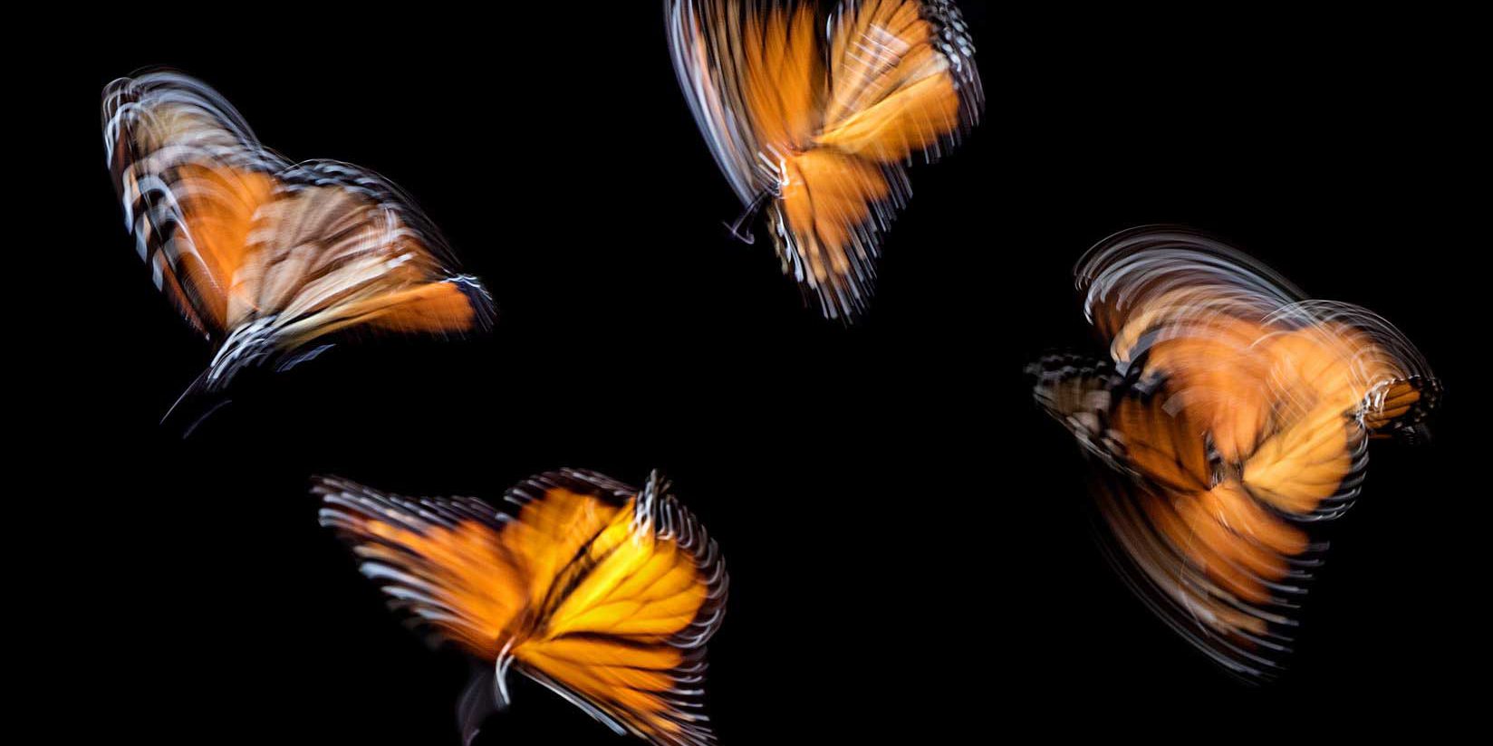 butterfly-1648×824-1