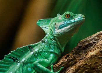 進化論が説明できない4つの観測事実。